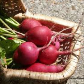 RADISH, German Giant